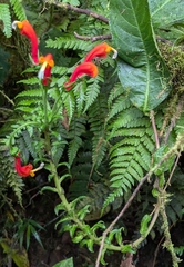 (c) John Brew, some rights reserved (CC BY) Centropogon granulosus, photograph (c) John Brew, some rights reserved (CC BY)