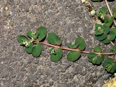 Euphorbia chamaesyce