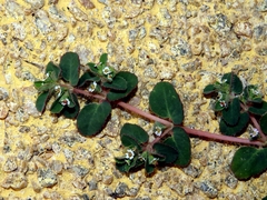 Euphorbia chamaesyce