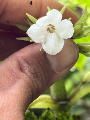 Cyrtandra lysiosepala observed 2026-03-03