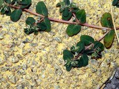 Euphorbia chamaesyce