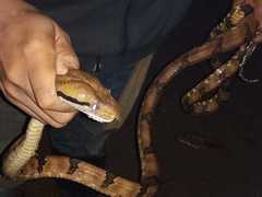 Boiga cynodon