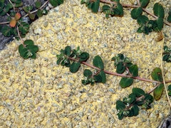 Euphorbia chamaesyce