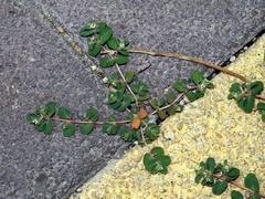 Euphorbia chamaesyce