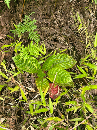 Cinchona pubescens - Flowers