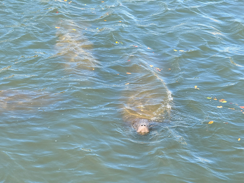 West Indian Manatee