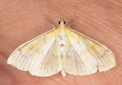 Paratalanta hyalinalis