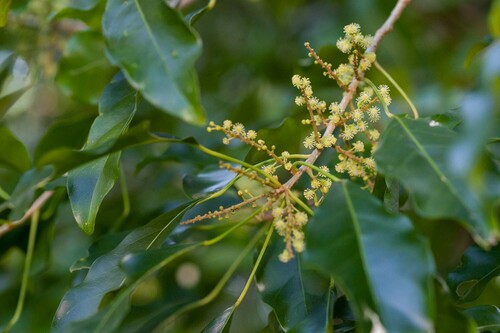Claoxylon insulanum observed 2011-08-09