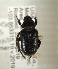 Cremastocheilus nitens