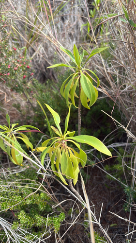 Myoporum sandwicense observed 2026-03-03