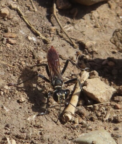 Prionyx thomae observed 2026-01-18