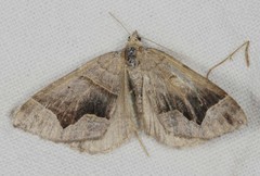 Scotopteryx moeniata