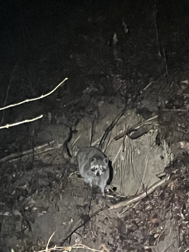 Raccoon