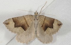 Scotopteryx moeniata