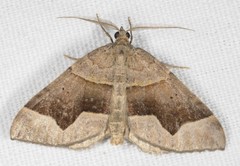 Scotopteryx moeniata