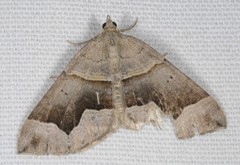 Scotopteryx moeniata