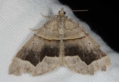 Scotopteryx moeniata