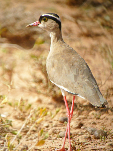 Crowned Lapwing