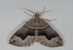 Scotopteryx moeniata