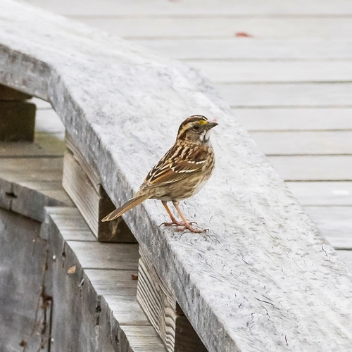 White-throated Sparrow