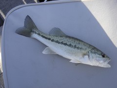 Micropterus henshalli