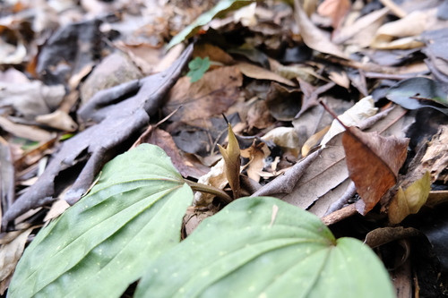 Changnienia amoena, photograph 4