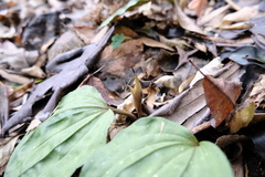 Changnienia amoena, photograph (c) 王天明, some rights reserved (CC BY)