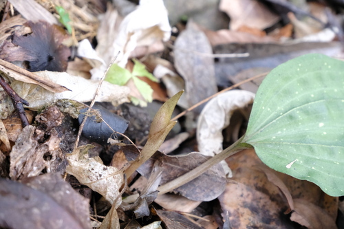 Changnienia amoena