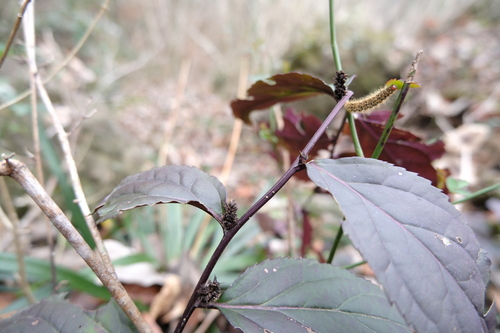 Veronicastrum axillare observed 2026-02-28