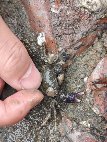 Metopograpsus quadridentatus