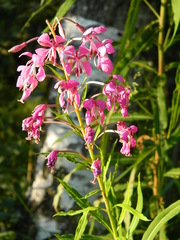 Chamaenerion angustifolium