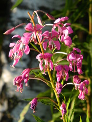 Chamaenerion angustifolium