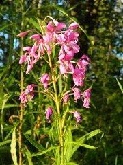 Chamaenerion angustifolium