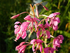 Chamaenerion angustifolium