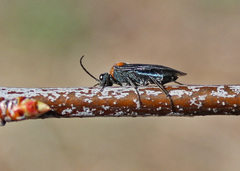 Dolerus unicolor