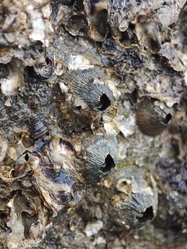Japanese Volcano Barnacle