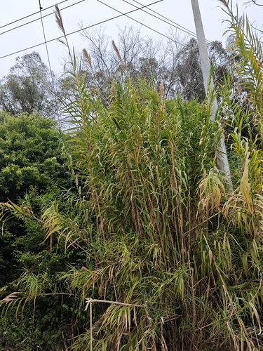 giant reed