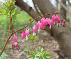 Lamprocapnos spectabilis