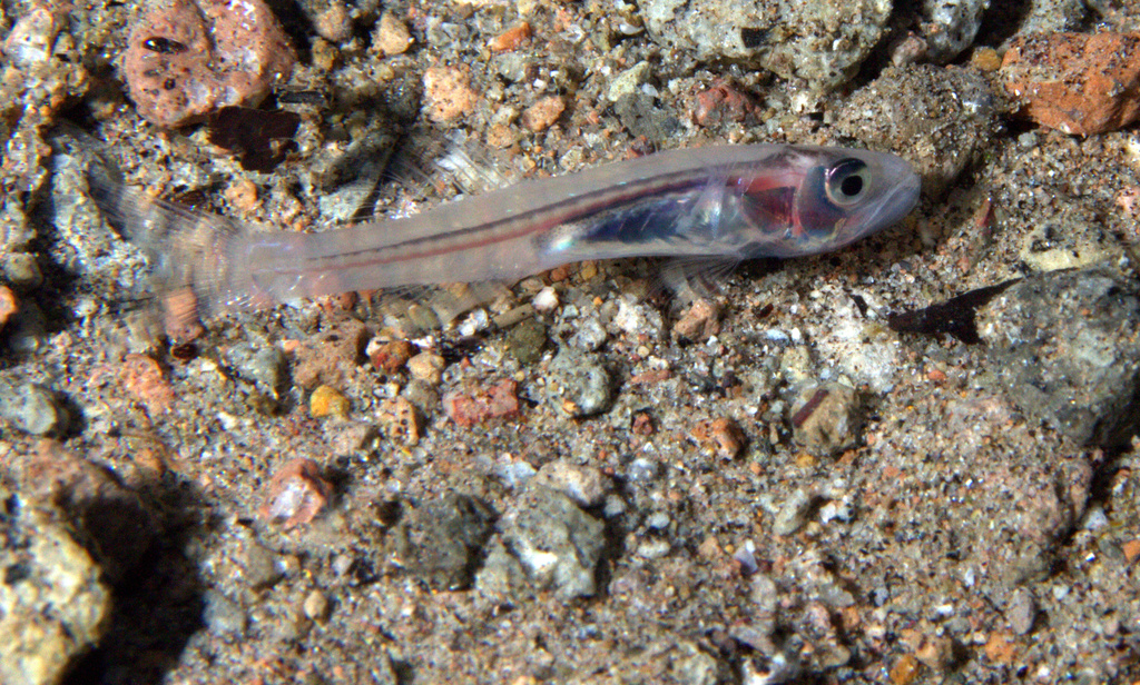 Glassy cardinalfish (Pseudamiops gracilicauda) — Apogonidae