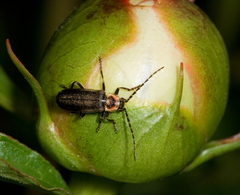 Atalantycha dentigera