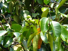 Syzygium grande