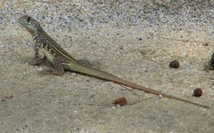 Leiolepis belliana