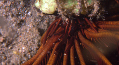 Allogalathea elegans