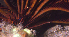 Allogalathea elegans