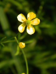 Ranunculus acris