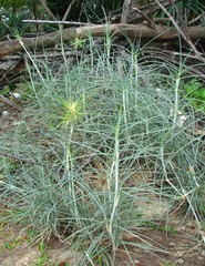 Spinifex sericeus