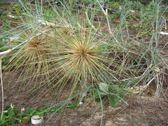 Spinifex sericeus