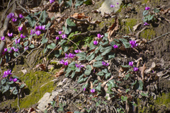 Cyclamen coum elegans