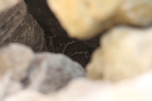 Western Diamond-backed Rattlesnake