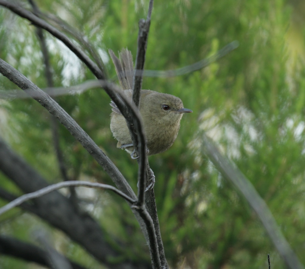 Grande Comore Brush-Warbler (Nesillas brevicaudata) photo